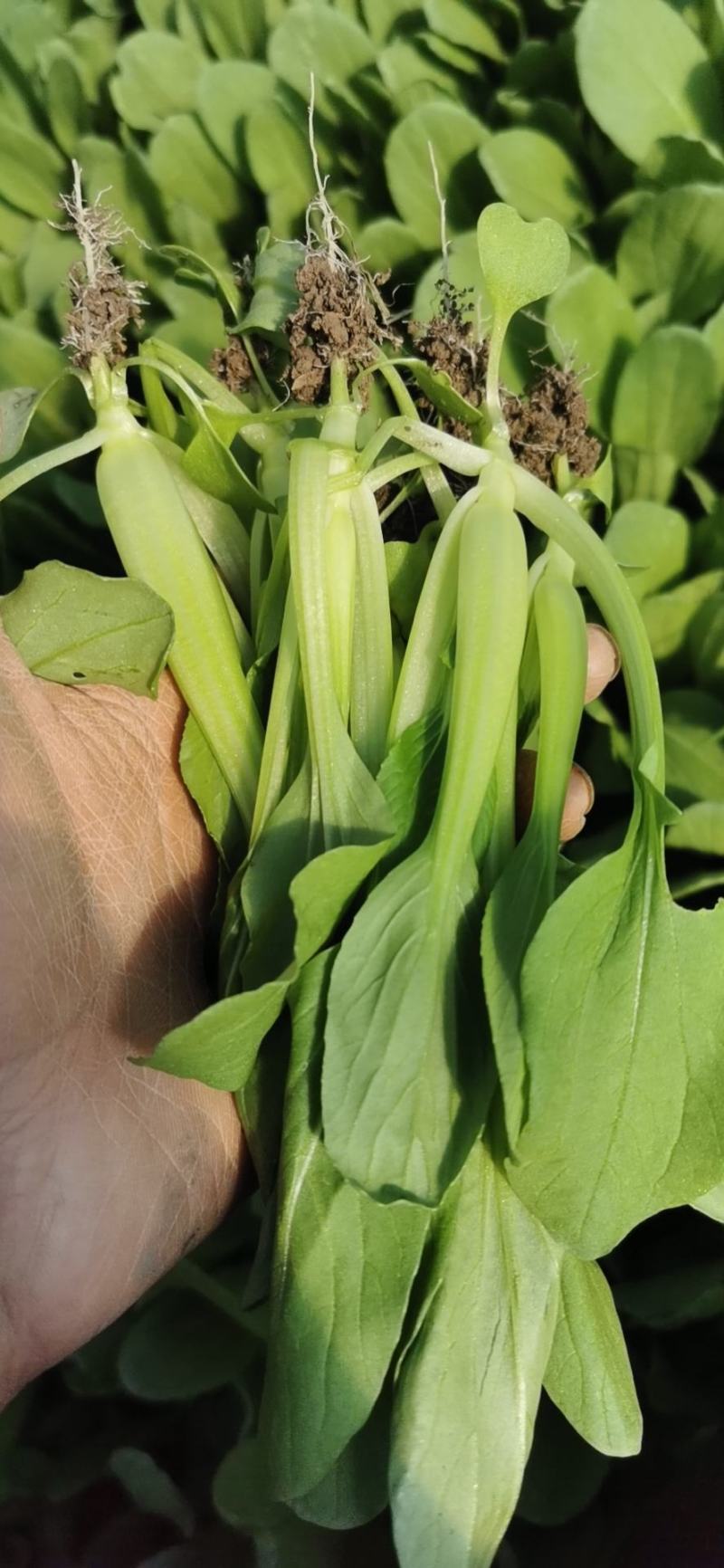 【精品】鸡毛菜☞质量保证欢迎咨询产地直发