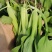 【精品】鸡毛菜☞质量保证欢迎咨询产地直发