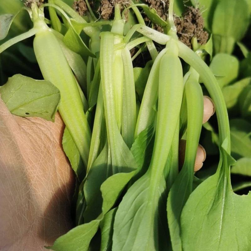 【精品】鸡毛菜☞质量保证欢迎咨询产地直发