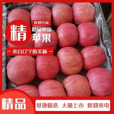辽宁绥中寒富苹果大量上市了个大皮毛亮颜色全红口感脆甜