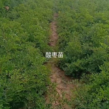 酸枣苗