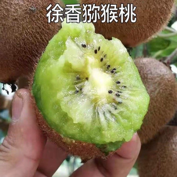 嫁接绿心猕猴桃苗徐香猕猴桃苗南北方种植地栽当年结果
