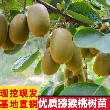 果树苗地栽猕猴桃树苗晚红猕猴桃苗嫁接猕猴桃苗南北方种植