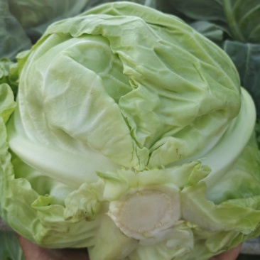 精品绿甘蓝，颜色绿无虫眼