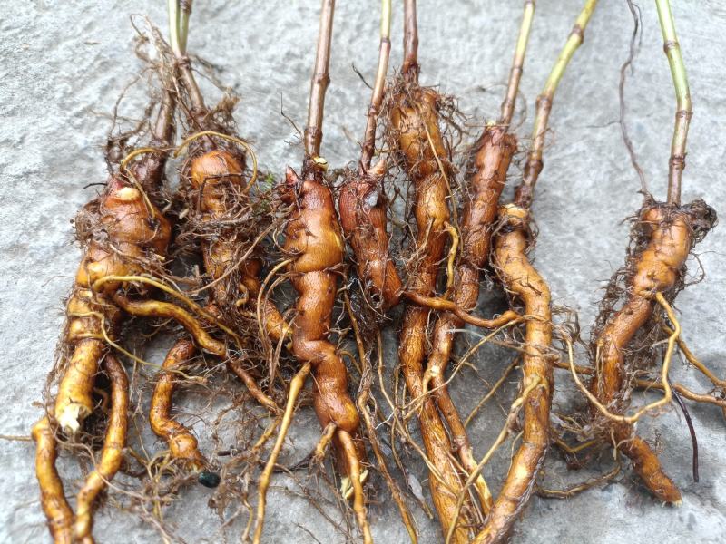 虎杖驯化种苗，酸通杆，高产优质肉虎杖，基地直供。露天育苗
