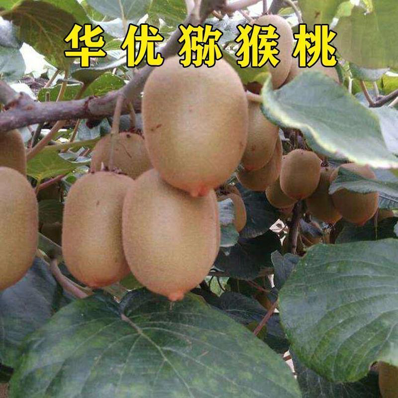 黄心华优猕猴桃树苗黄肉猕猴桃苗嫁接苗南北方种植地栽果树苗