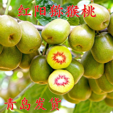 果树苗盆栽嫁接猕猴桃树苗当年结果泥猴桃苗红阳红心弥猴桃苗