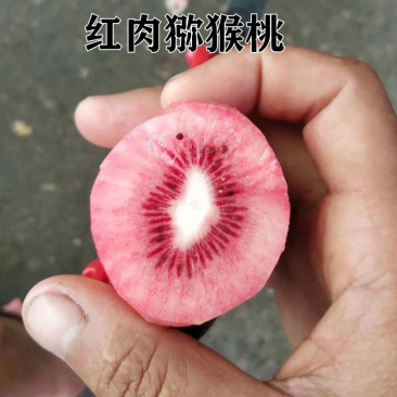 果树苗猕猴桃苗新品种红肉红心猕猴桃苗当年结果南北方种植