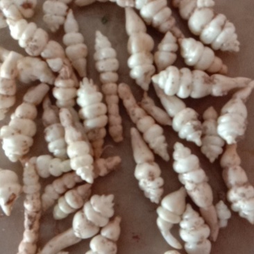 精品螺丝菜