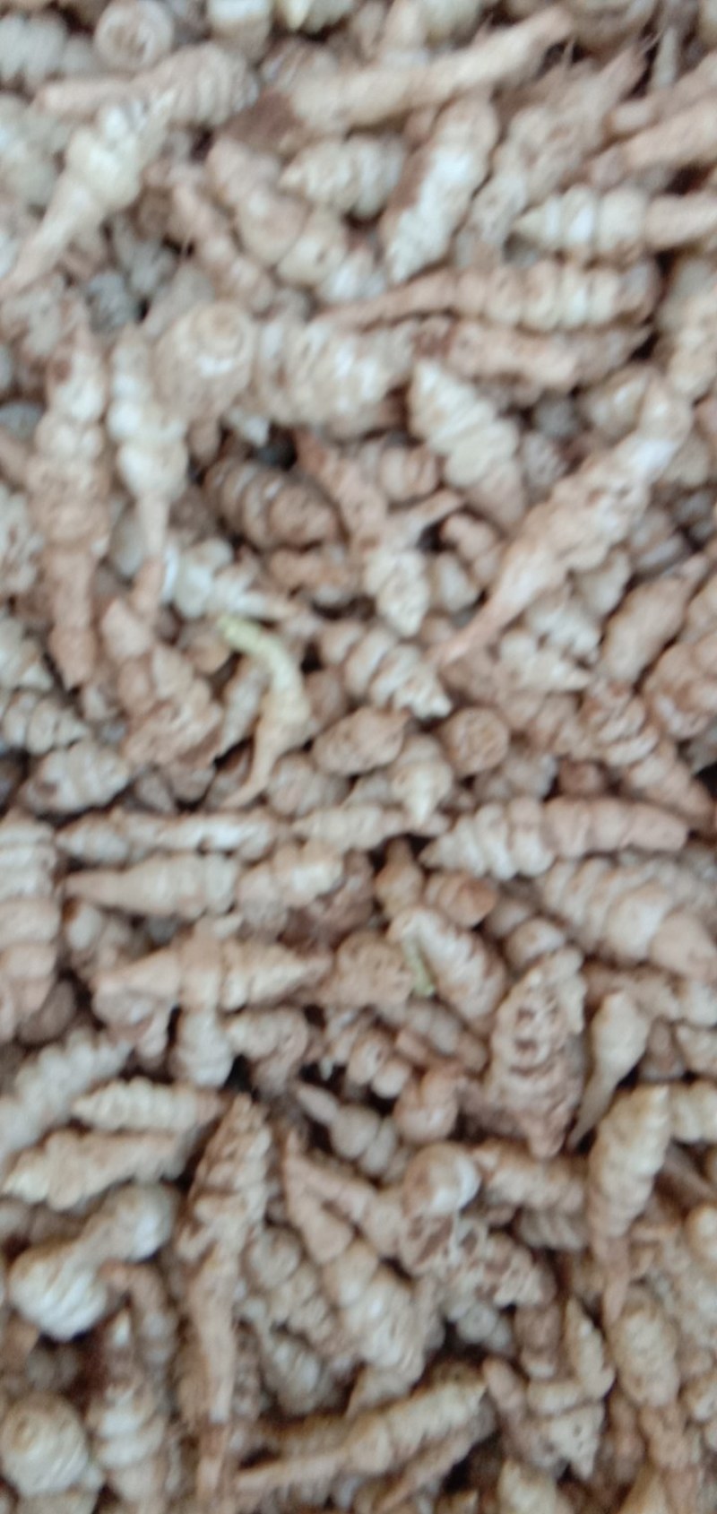 精品螺丝菜