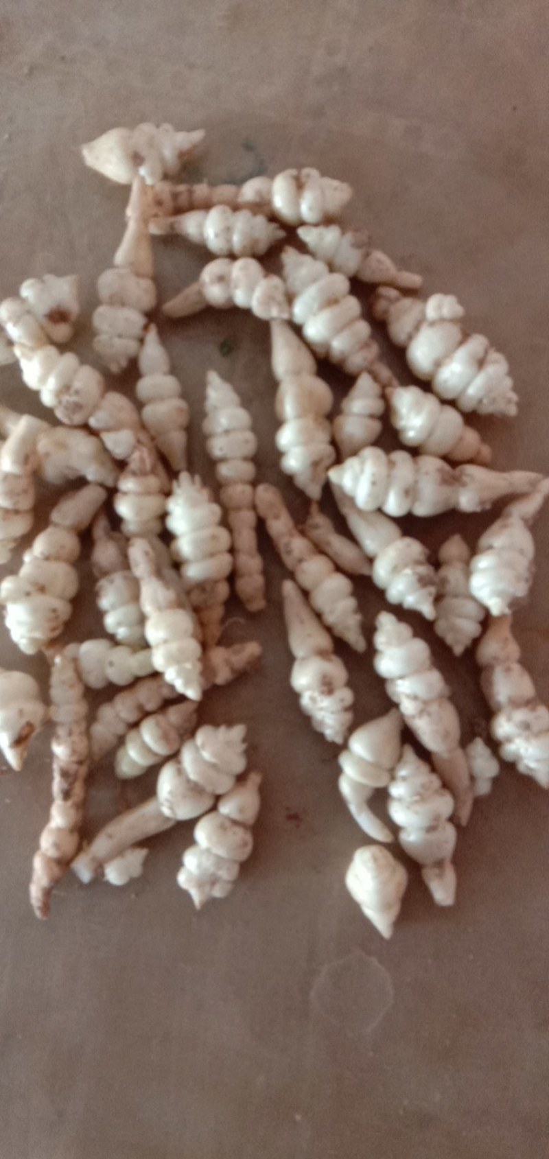 精品螺丝菜