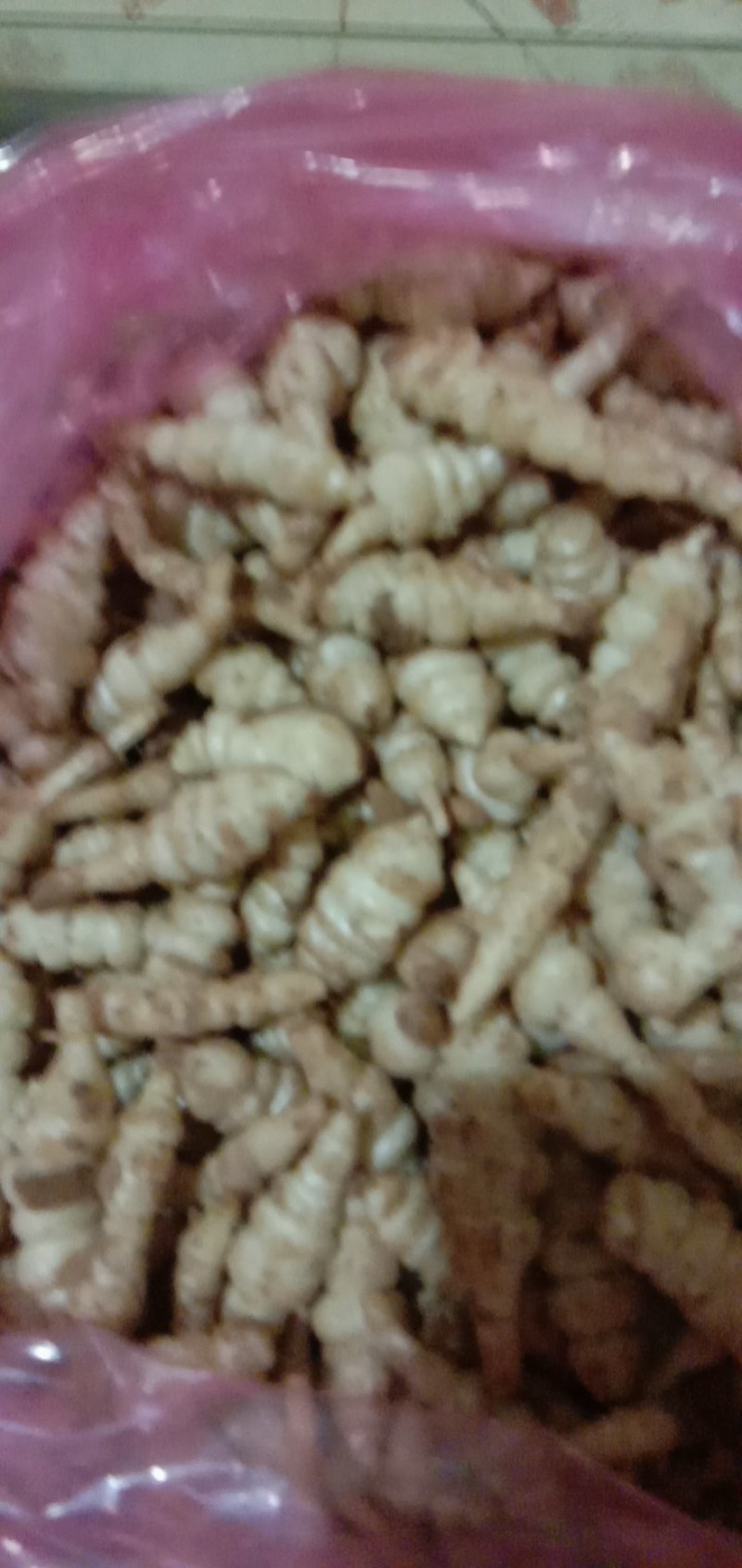 精品螺丝菜