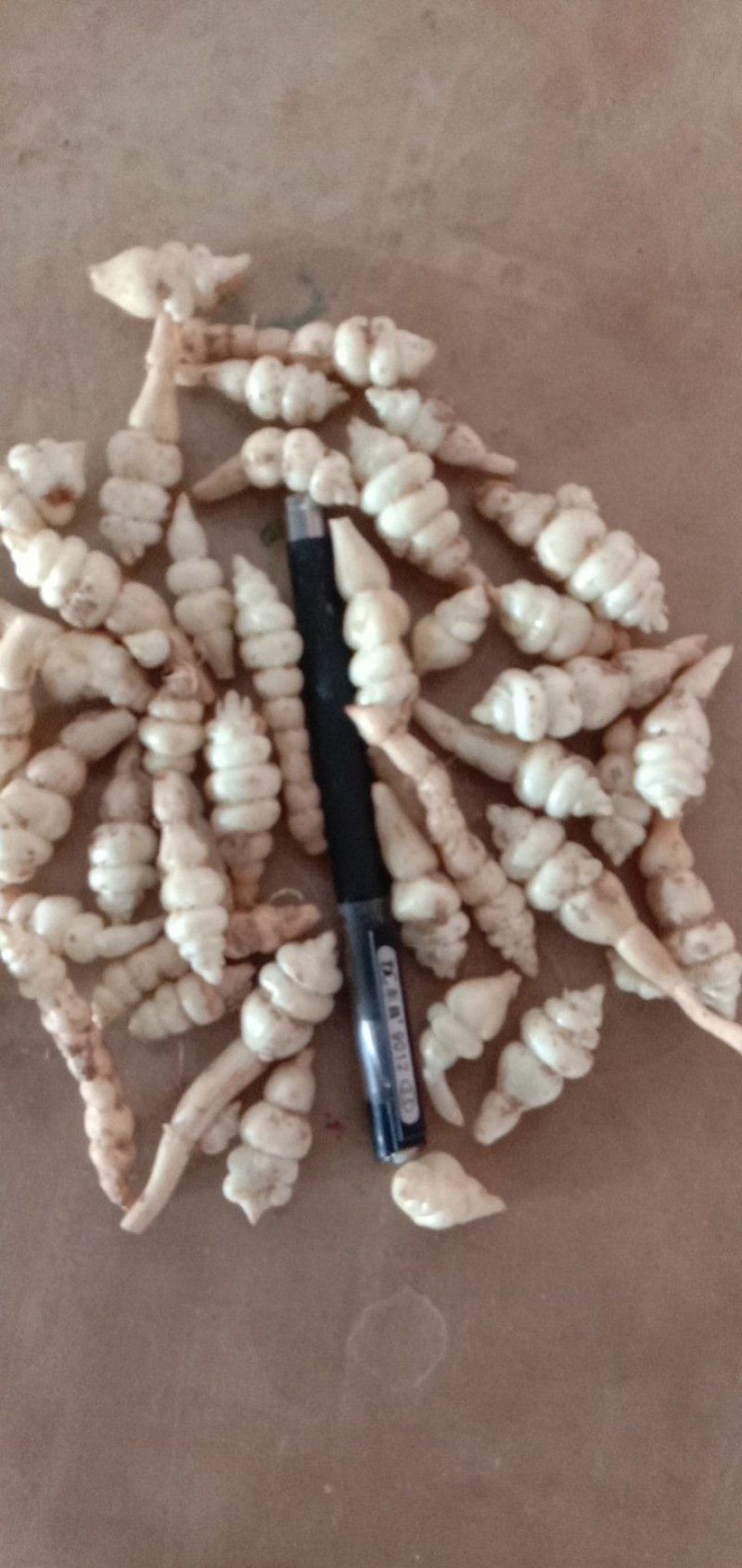 精品螺丝菜