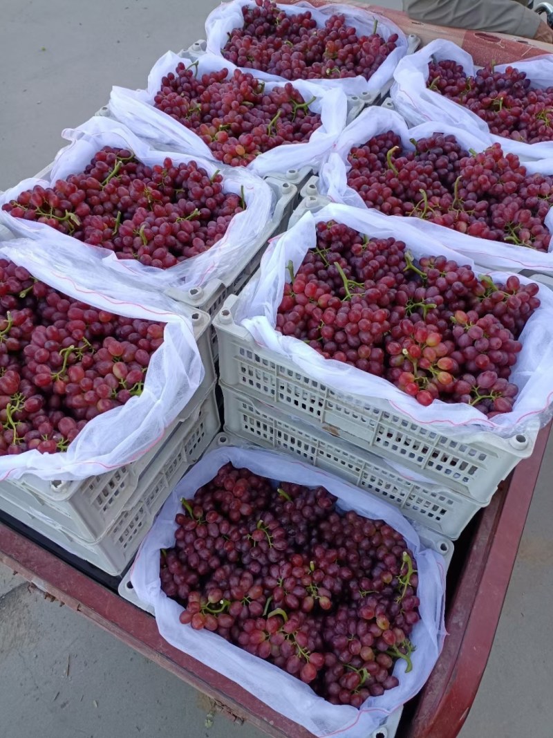 克伦生葡萄大量上市供货中冷库货各种规格精品货市场货电商货