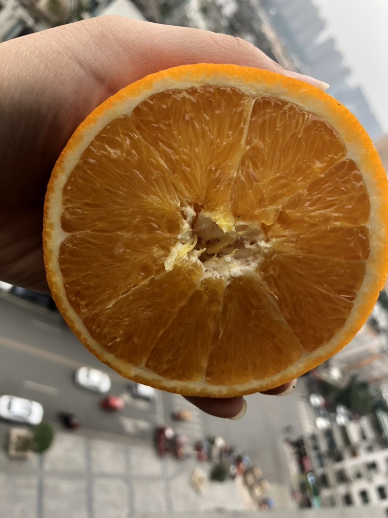 雷波脐橙