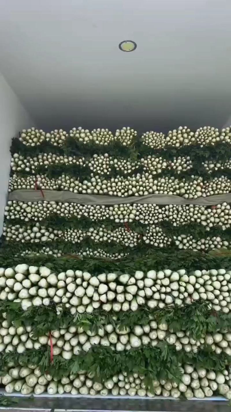 意大利生菜大量有货有需要的联系我另有多种蔬菜