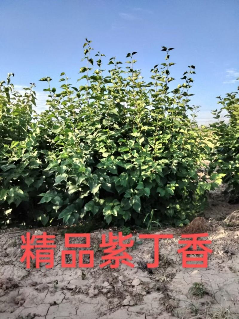 紫丁香，大敦丛生紫丁香，多分枝绿化工程苗