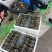 洪湖清水湖边大闸蟹，原产地，自产自销！只只有黄有肉价格漂