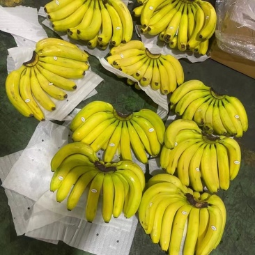 精选精品香蕉。无硬心，无黑心，支持全国发货。