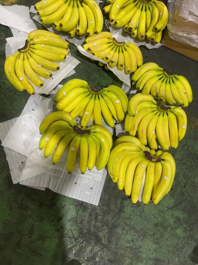 精选精品香蕉。无硬心，无黑心，支持全国发货。