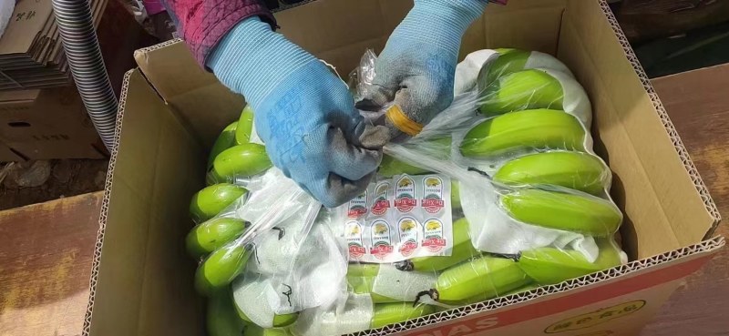 精选精品香蕉。无硬心，无黑心，支持全国发货。