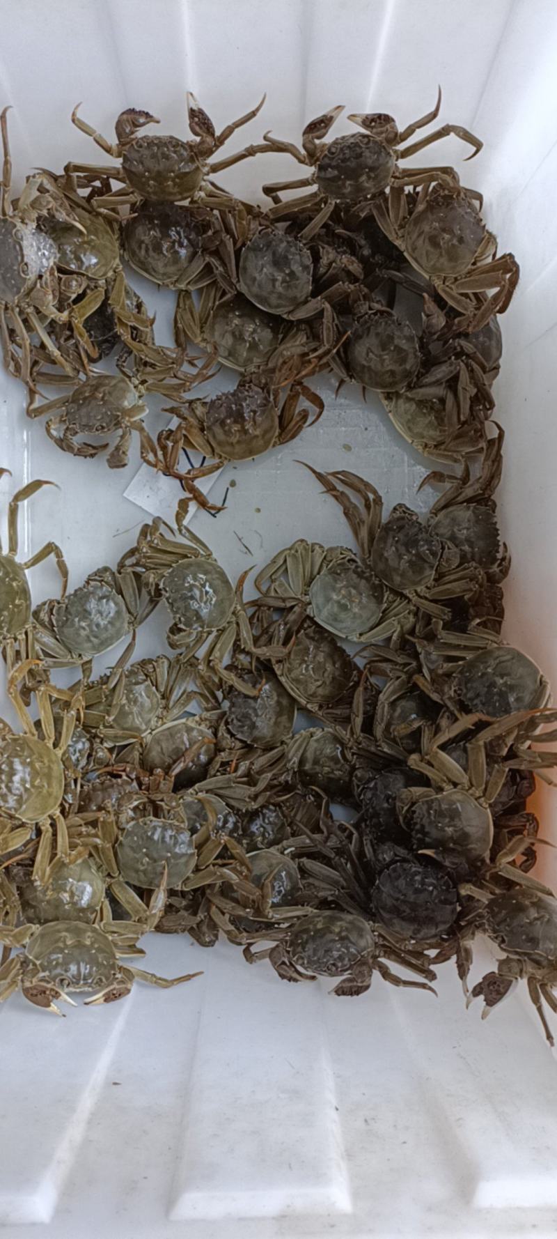 洪湖清水湖边大闸蟹，原产地，自产自销！只只有黄有肉价格漂