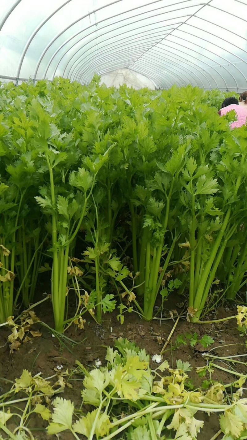 【推荐】大棚西芹夏邑万亩芹菜产地视频看货对接全国