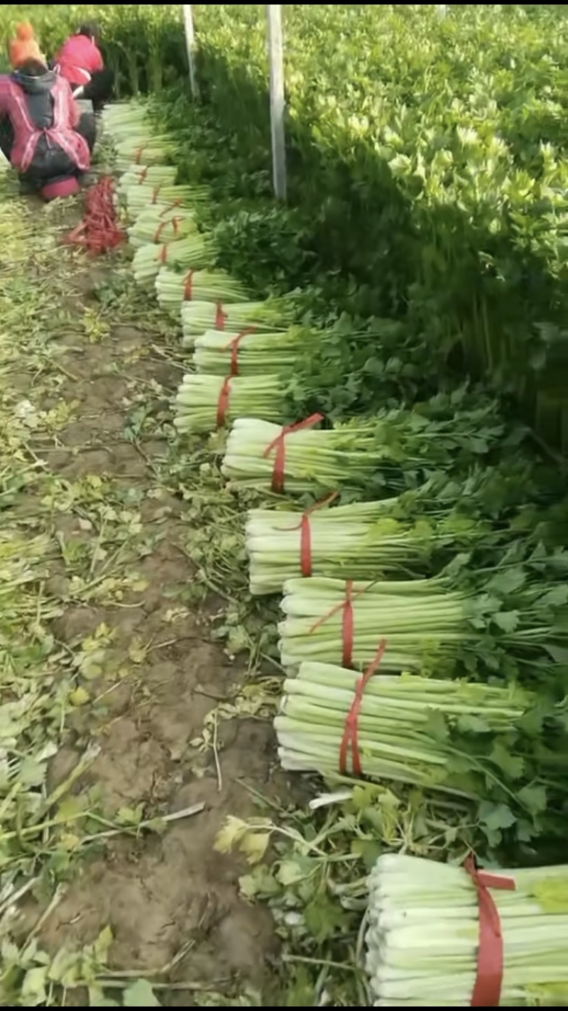 【推荐】大棚西芹夏邑万亩芹菜产地视频看货对接全国