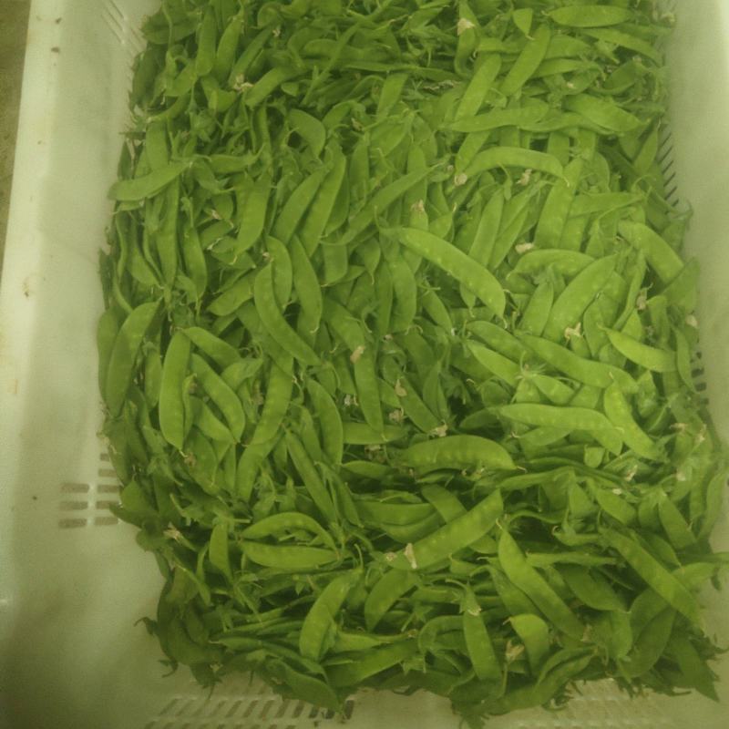 云南优质荷兰豆已上市，一手货源，大量供应，价格低，品质好