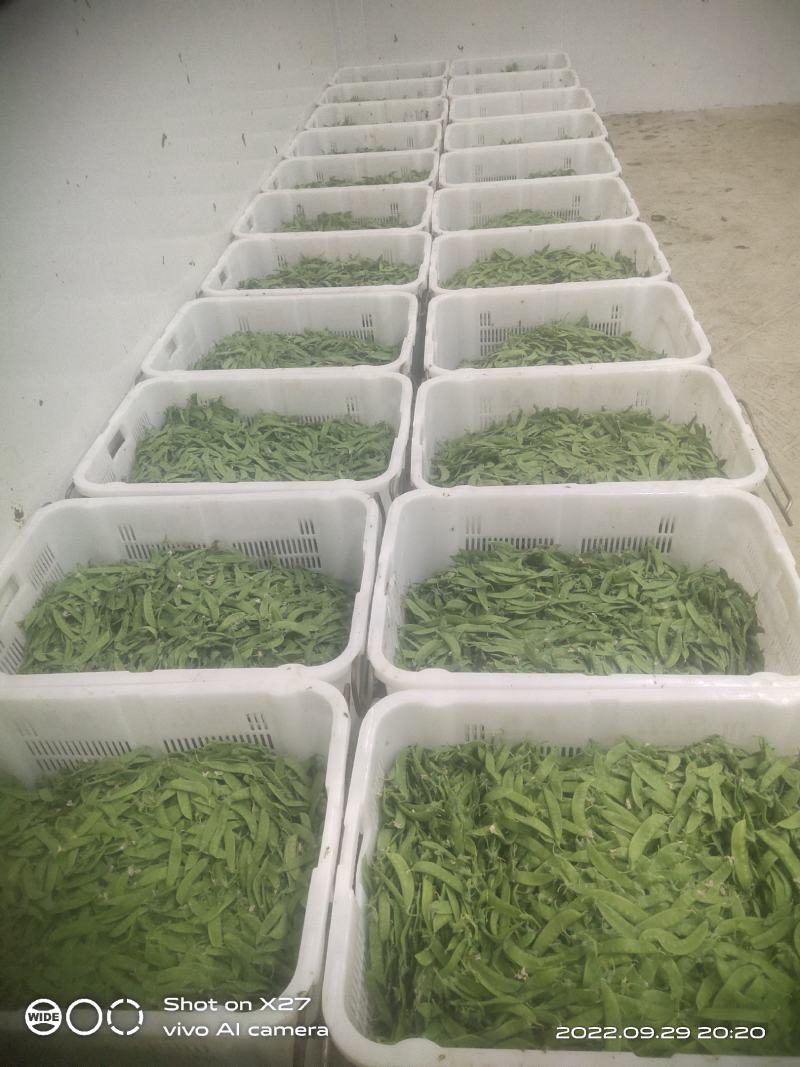 云南优质荷兰豆已上市，一手货源，大量供应，价格低，品质好