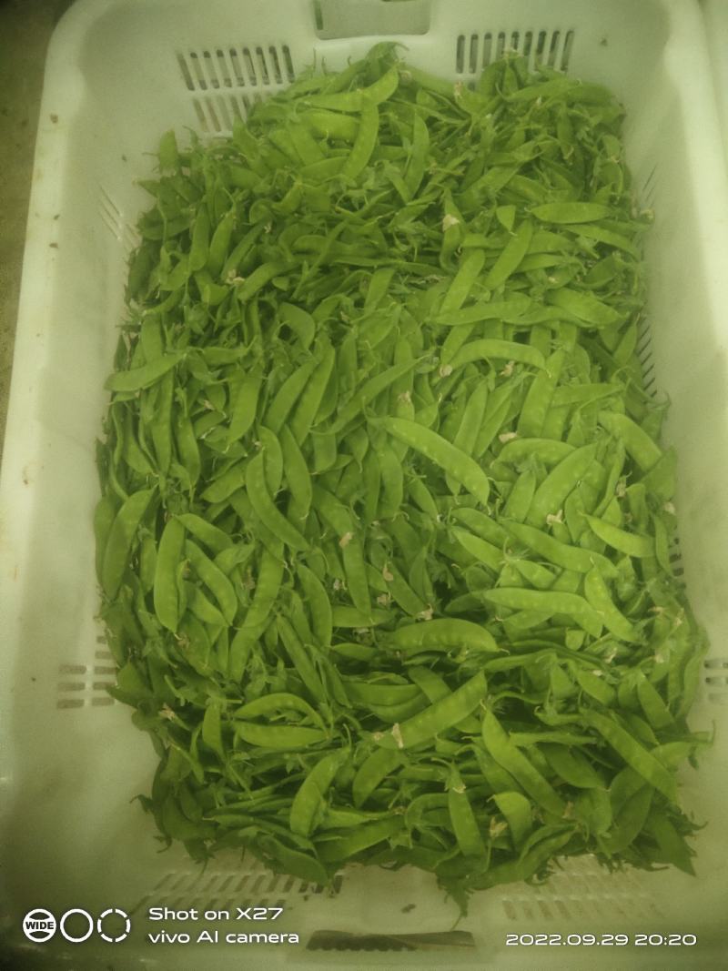 云南优质荷兰豆已上市，一手货源，大量供应，价格低，品质好