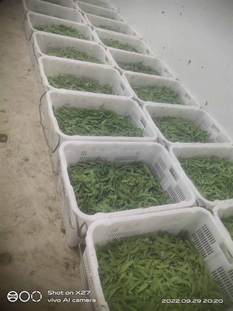 云南优质荷兰豆已上市，一手货源，大量供应，价格低，品质好