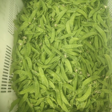 云南优质荷兰豆已上市，一手货源，大量供应，价格低，品质好