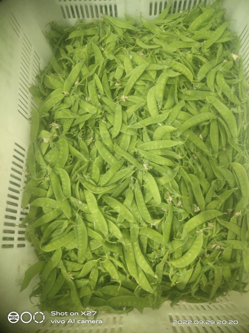 云南优质荷兰豆已上市，一手货源，大量供应，价格低，品质好