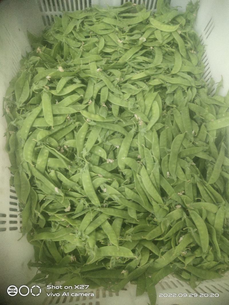 云南优质荷兰豆已上市，一手货源，大量供应，价格低，品质好