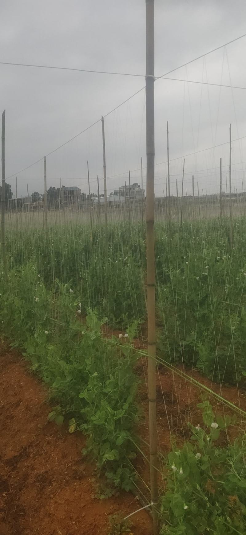 云南优质荷兰豆已上市，一手货源，大量供应，价格低，品质好