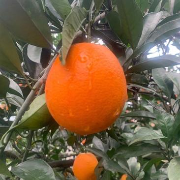 湖北纽荷尔脐橙一手货源产地果园批发现看现摘