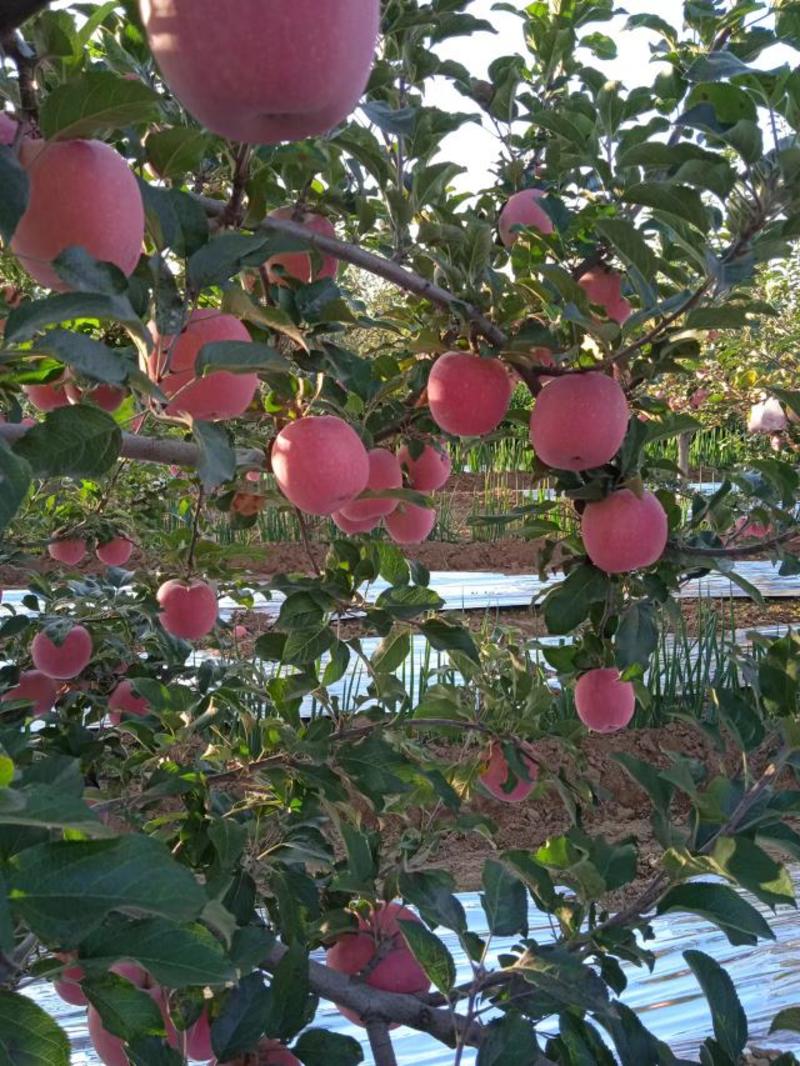 陕西礼泉苹果红富士，大量上市色好果面好，口感好，价格美丽