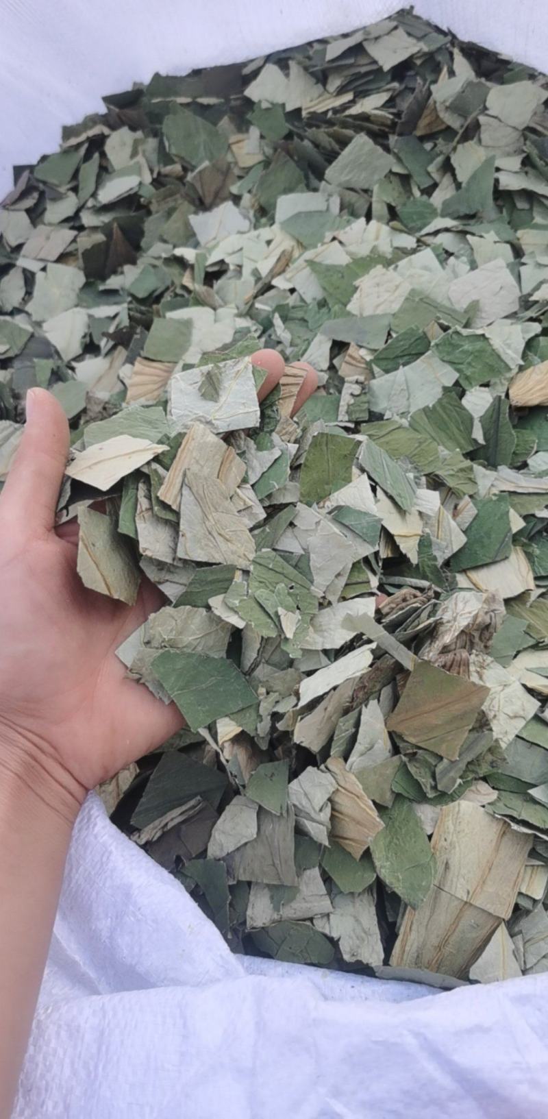 荷叶块一手货源大货批发产地山东振兴药材购销站量大从优