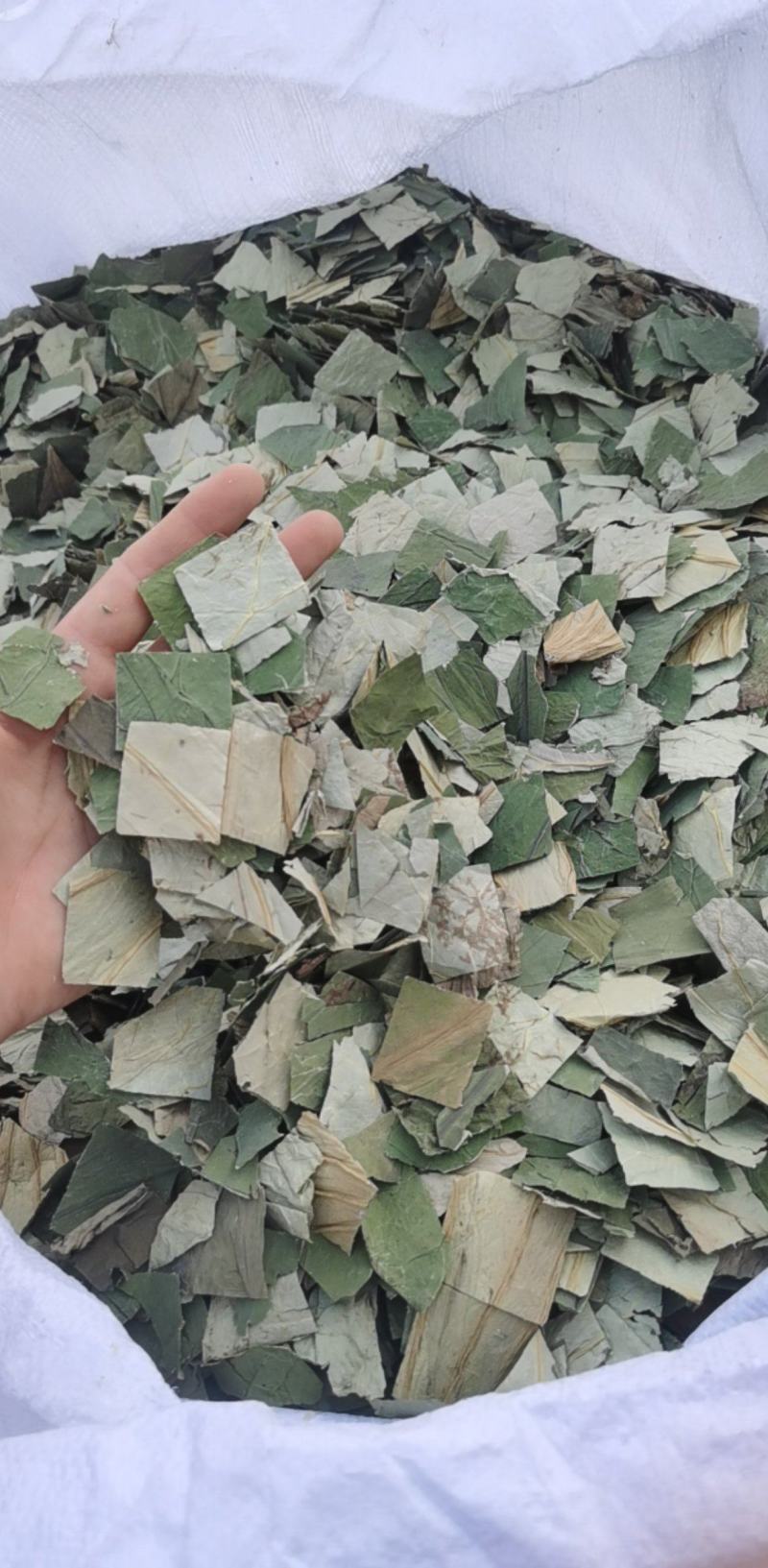荷叶块一手货源大货批发产地山东振兴药材购销站量大从优
