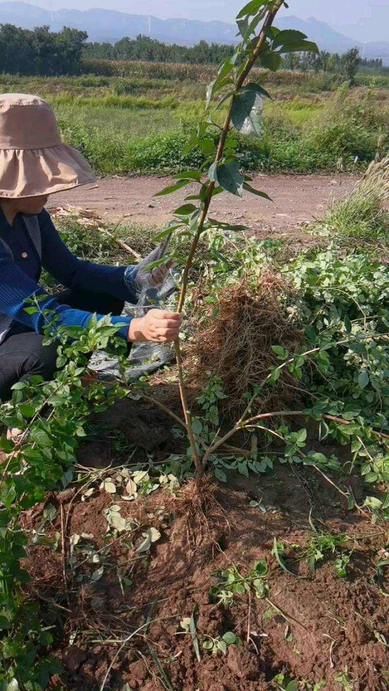 连翘苗，药用连翘苗大规格3分枝，1公分至2.3公分粗