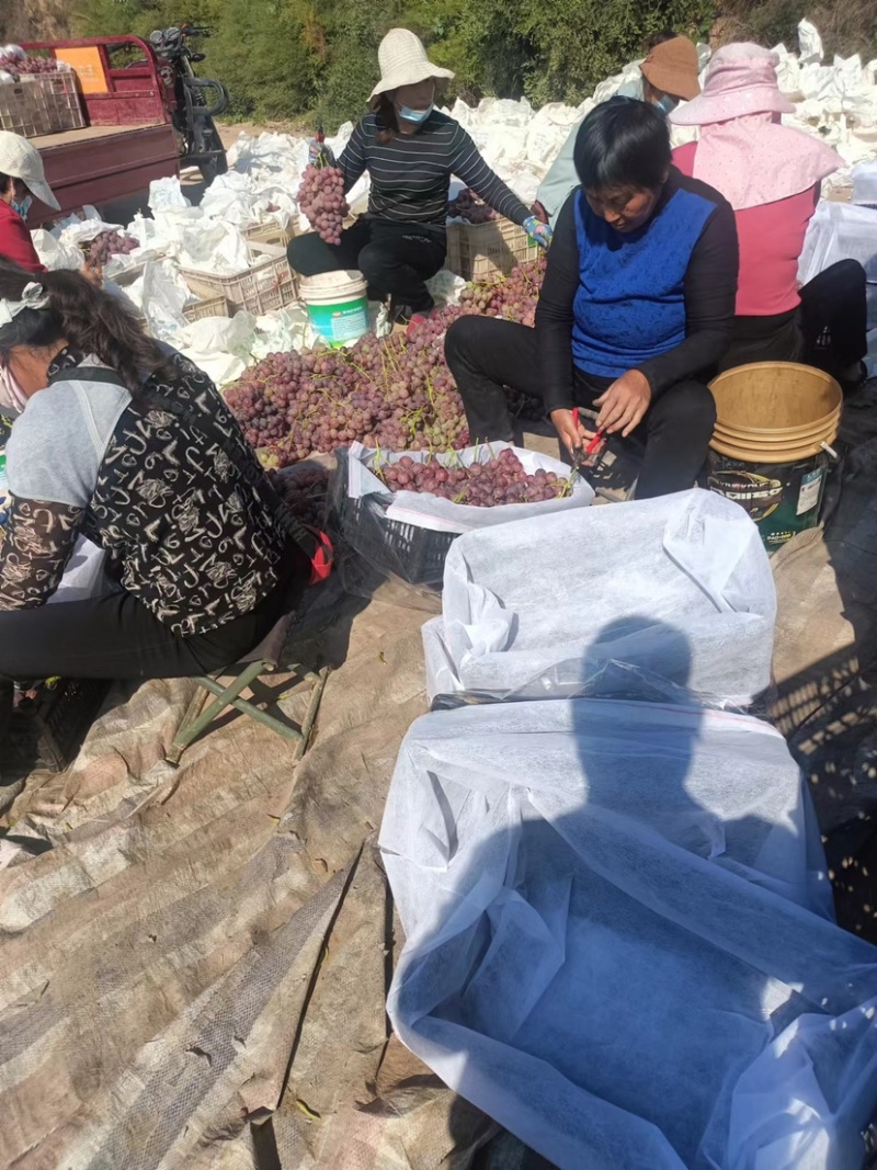 陕西红提，基地直供，量大从优，大量供应