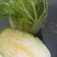东北黄心大白菜