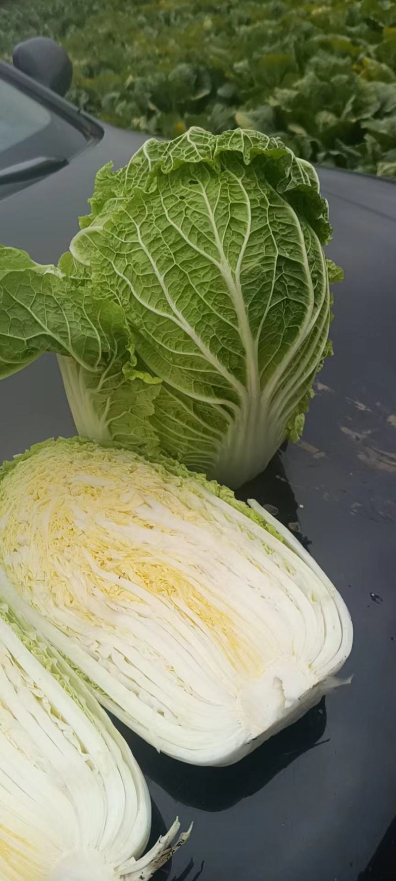 东北黄心大白菜
