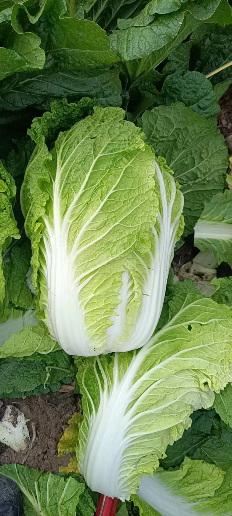 东北黄心大白菜