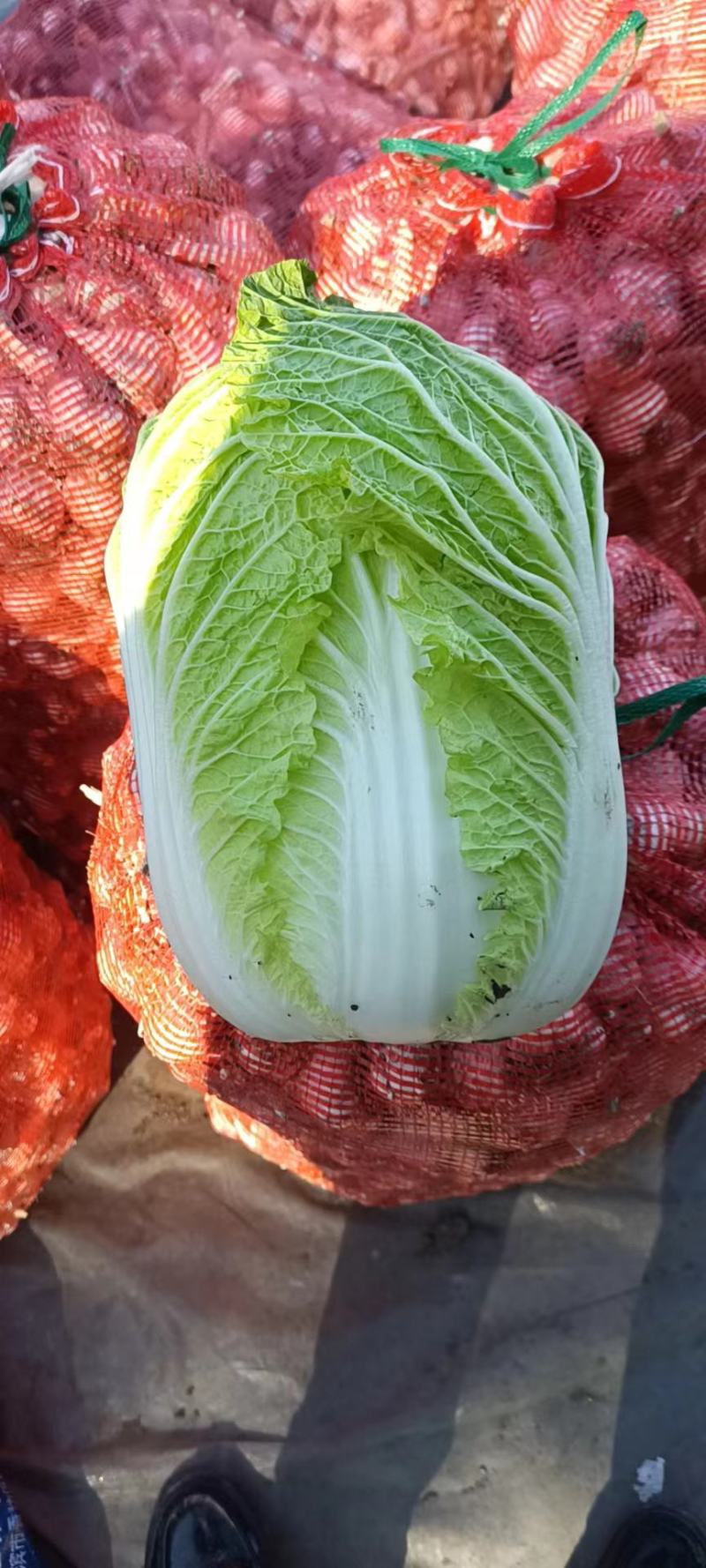 东北黄心大白菜