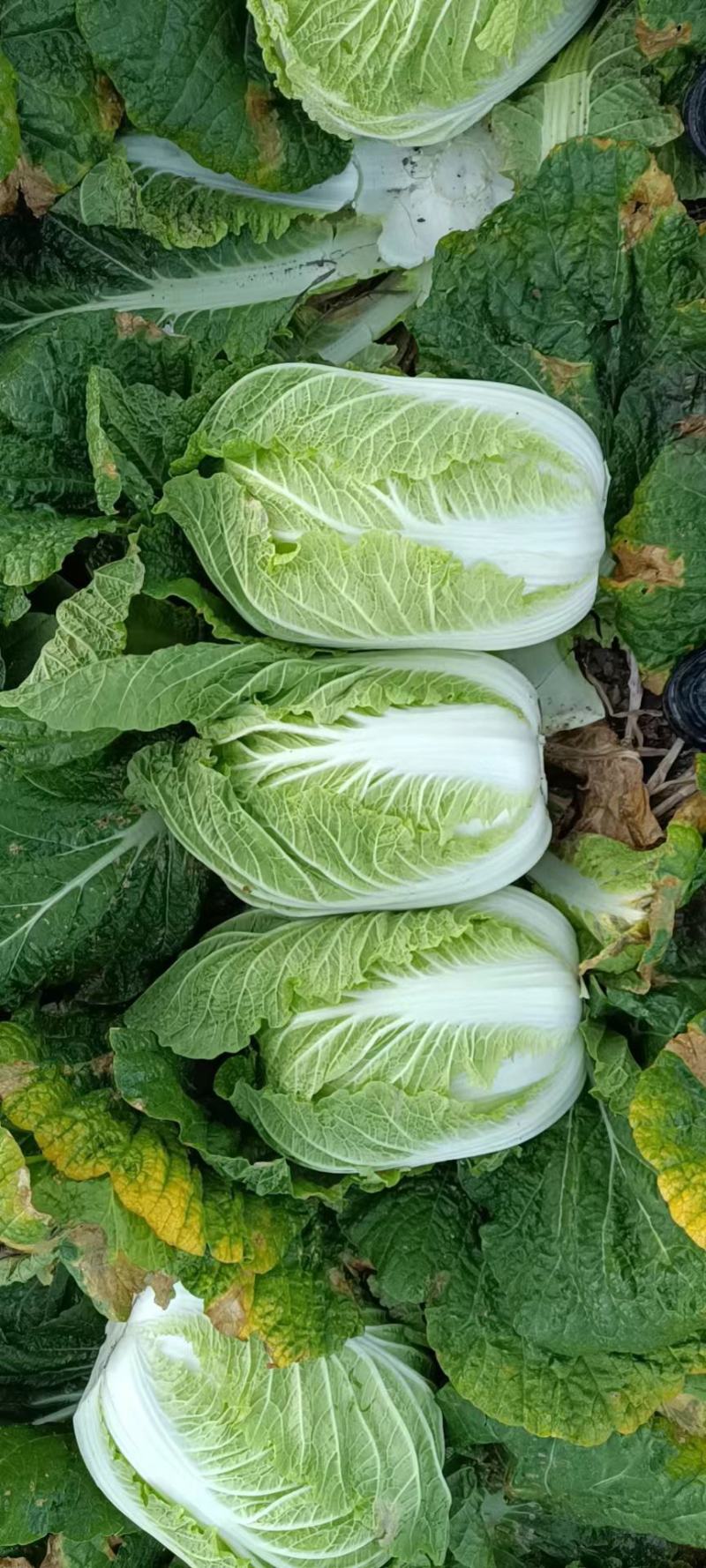 东北黄心大白菜