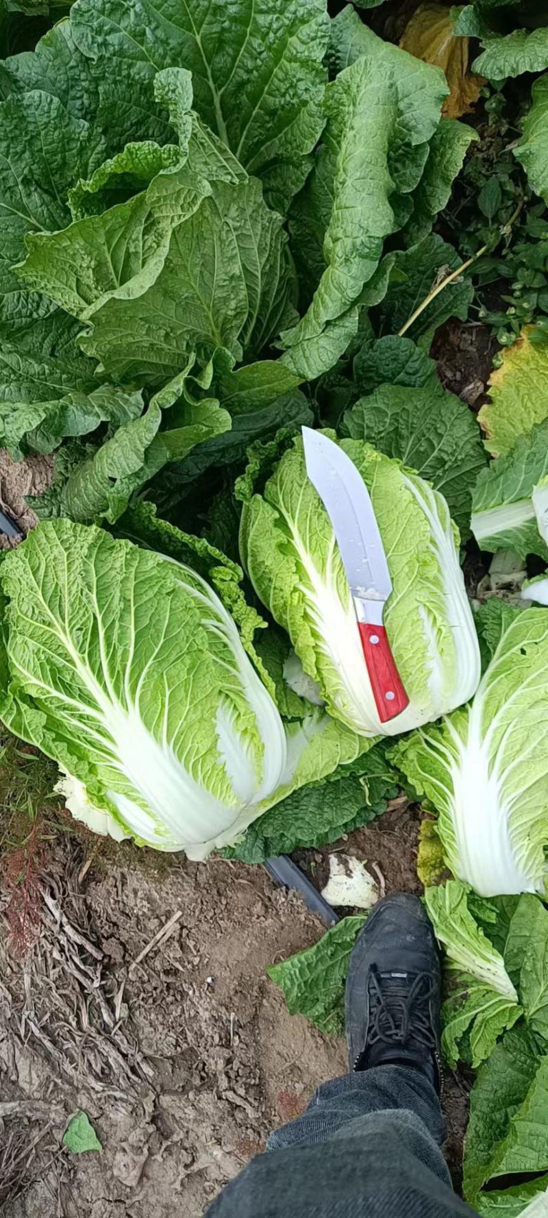 东北黄心大白菜