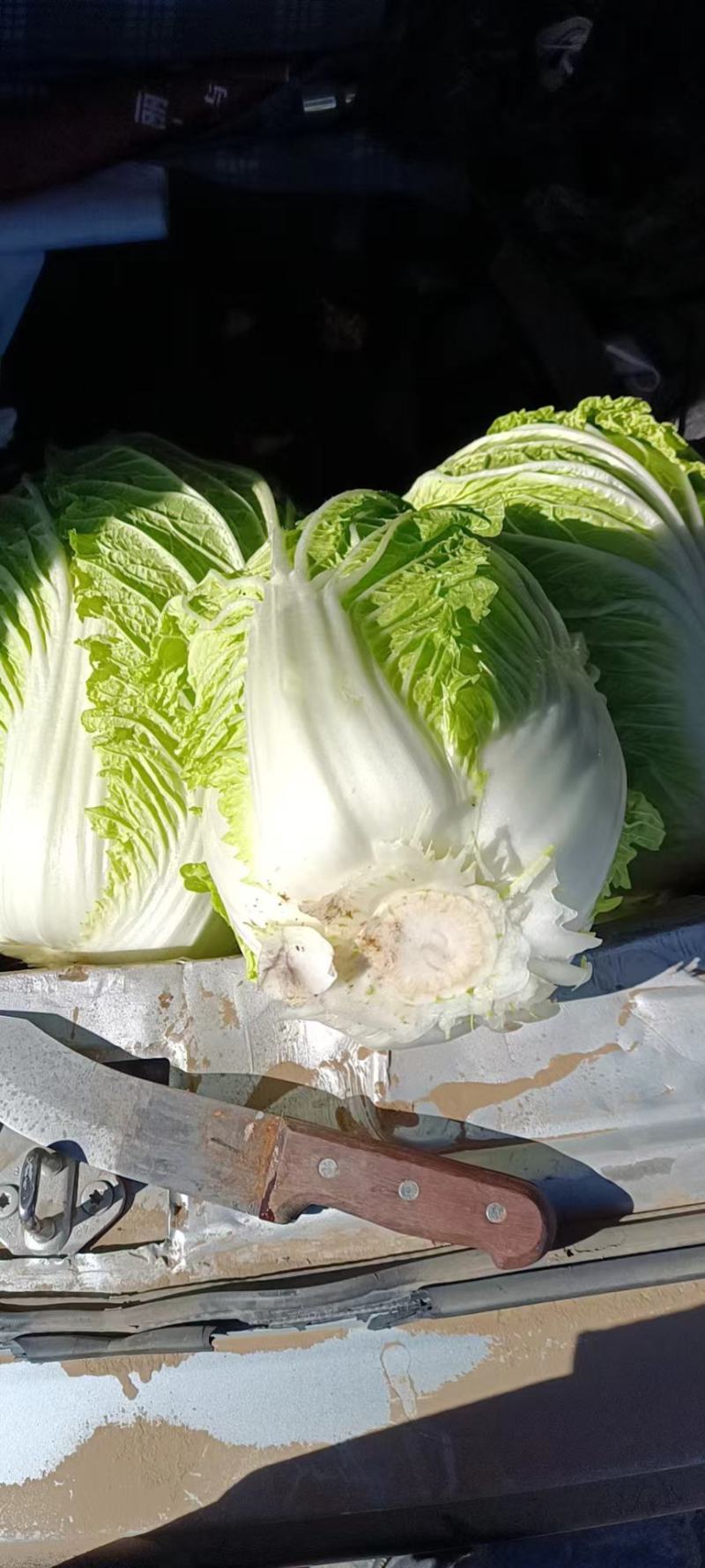 东北黄心大白菜