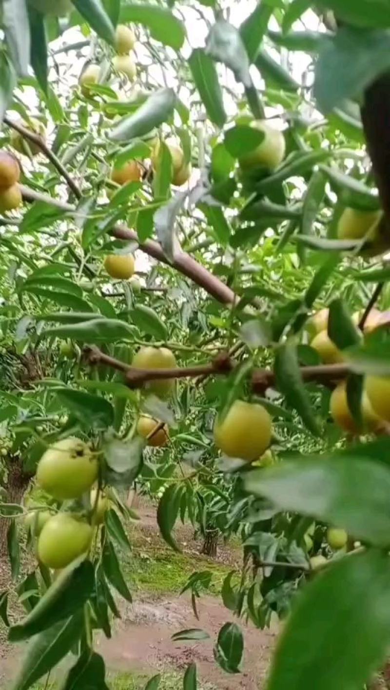 沾化冬枣大棚冬枣新鲜水果脆甜产地批发一件代发5斤装包邮